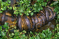 Anaconda {Eunectes murinus} mating ball with eight males surrounding one female snake, El Frio, Llanos, Venzuela