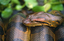Anaconda {Eunectes murinus} male snake in mating ball of eight males and one female, El Frio, Llanos, Venzuela
