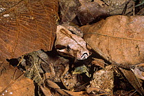 Boa constrictor {Constrictor constrictor columbianus} amongst leaf litter, South America