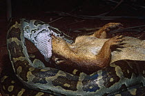 Rock python {Python sebae} feeding on Ground squirrel {Xerus rutilus} Tsavo NP, Kenya