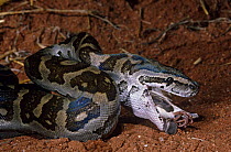 Rock python {Python sebae} feeding on Red billed quelea {Quelea quelea} Tsavo NP, Kenya