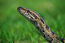 Rock python head{Python sebae} Kenya