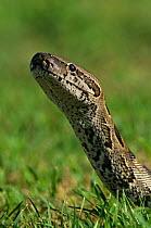 Rock python head {Python sebae} Kenya
