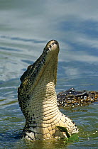 Cuban crocodile {Crocodylus rhombifer} head above water, Cuba