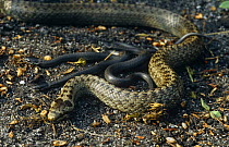 Smooth snake {Coronella austriaca} female with newborn young, Purbeck, Dorset, UK