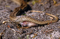 Smooth snake {Coronella austriaca} giving birth, Purbeck, Dorset, UK