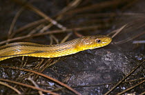 Yellow rat snake {Elaphe obsoleta quadrivittata} Corkscrew Swamp, Florida, USA