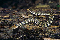Amazon snake {Helicops pastazae} Amazonia, Ecuador