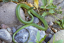 Smooth green snake {Opheodrys vernalis} Colorado, USA