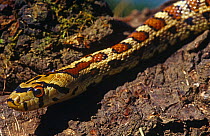 Leopard rat snake {Elaphe / Zamenis situla} male, captive, from Southern Italy