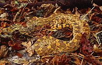 Bull snake {Pituophis melanoleucus sayi} captive, from central USA