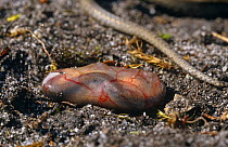 Smooth snake {Coronella austriaca} newborn in birth sac, Purbeck, Dorset, UK