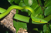 Green vine snake {Oxybelis fulgidus} South America