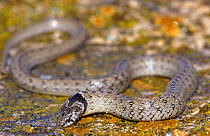 False smooth snake {Macroprotodon cucullatus} drinking, Alicante, Spain