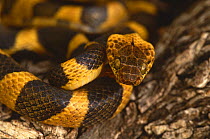 Northern cat-eyed snake {Leptodeira septentrionalis} Rio Grande Valley, Texas, USA