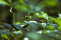 Black and yellow snake / Tiger rat snake {Spilotes pullatus pullatus} in bush, Amazonia, Ecuador