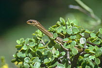Boomslang {Dispholidus typus} female in bush, South Africa