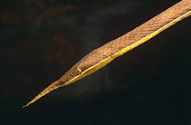 Leaf nosed twig snake {Langaha madagascariensis} male, Madagascar