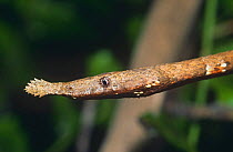Leaf nosed twig snake {Langaha madagascariensis} female, Mantadia NP, Madagascar