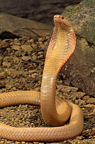 Spectacled cobra {Naja naja kaouthia} albino in defensive display, captive, from SE Asia