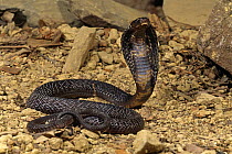 Black cobra {Naja nigricollis} defensive display, captive, from Pakistan