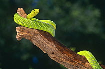 Eastern green mamba {Dendroaspis angusticeps} captive, from East Africa