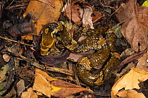 False water cobra {Xenodon severus} juvenile camouflaged in leaf litter, Amazonia, Ecuador
