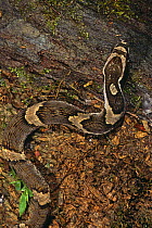 False water cobra {Xenodon severus} Madre de Dios, Peru