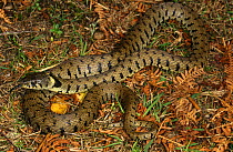 Grass snake {Natrix natrix} female, Purbeck, Dorset, UK