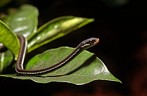 Eastern ribbon snake {Thamnophis sauritus} Florida, USA
