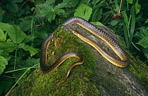 Aesculapian snake {Elaphe longissima} sunning, Bieszczadzki NP, Poland