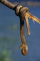 Aesculapian snake {Elaphe longissima} Bieszczadzki NP, Poland