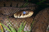 Grass snake {Natrix natrix} female eyes glazed over about to shed skin, Purbeck, Dorset, UK