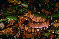 Amazonian hog nose pit viper {Porthidium hyoprora} Amazonia, Ecuador