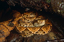 Central america lancehead snake / Fer de lance {Bothrops asper} Atlantic rainforest, Costa Rica