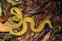 Green palm viper {Bothrops lateralis} Central America