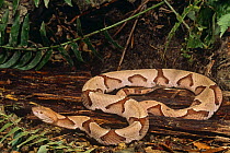 Southern copperhead {Agkistrodon contortrix} captive, from SE USA