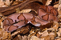 Osage copperhead {Agkistrodon contortrix phaeogaster} captive, from USA