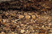 Canebrake rattlesnake {Crotalus horridus atricaudatus} captive, from SE USA