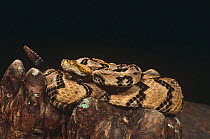 Canebrake rattlesnake {Crotalus horridus atricaudatus} with rattle raised, captive, from SE USA