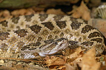 Northern pacific rattlesnake {Crotalus viridis oreganus} captive, from NW USA