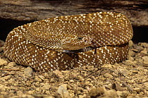 Uracoan rattlesnake {Crotalus vegrandis} captive, from Venezuela