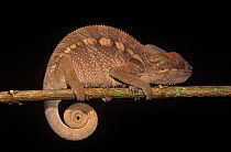Panther chameleon {Chamaeleo / Furcifer pardalis} on branch with coiled tail,  Madagascar