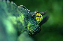 Jackson's chameleon {Chamaeleo jacksonii} with eye turned backwards, Kenya
