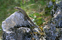 Wall lizard {Psammodromus algirus} Spain