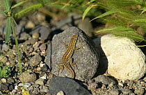 Erhard's wall lizard {Podarcis erhardii} sunning on rock, Lesbos, Greece