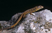 Schreiber's lizard {Lacerta schreiberi} juvenile, Spain