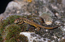 Schreiber's lizard {Lacerta schreiberi} juvenile, Spain