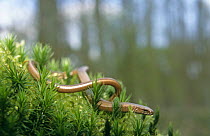 Slow worm {Anguis fragilis} Germany