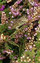 Green lizard {Lacerta viridis} amongst Heather, UK, captive